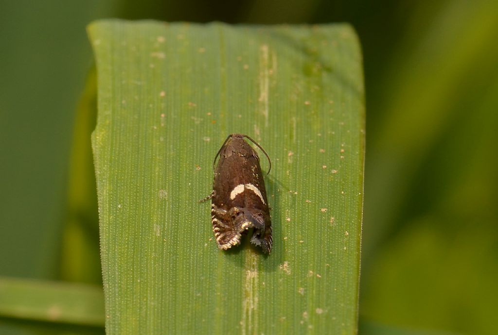 Lepidottero da identificare - Grapholita lunulana